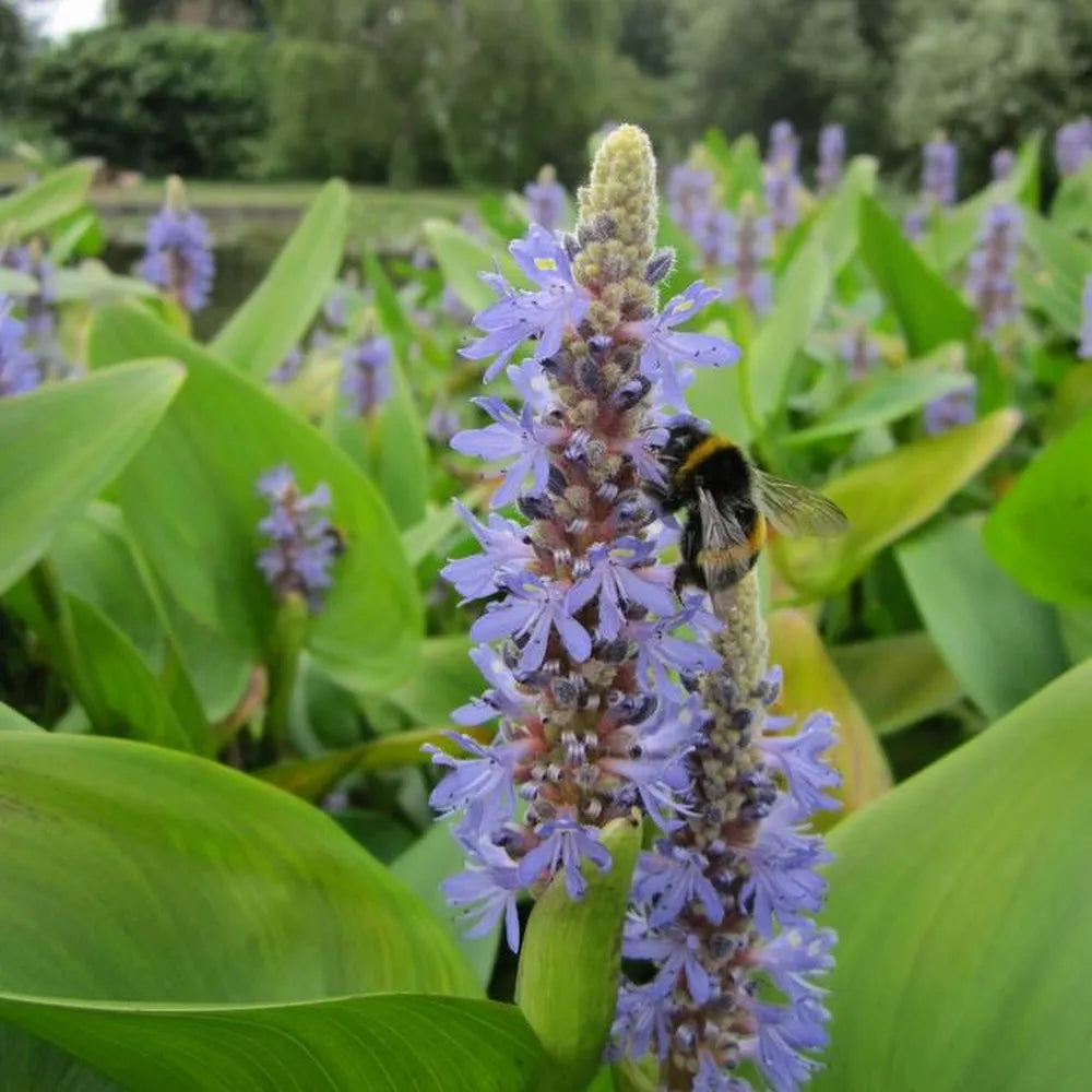 Pontederia cordata | Pickerelweed | Marginal Plant