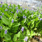 Pontederia cordata | Pickerelweed | Marginal Plant