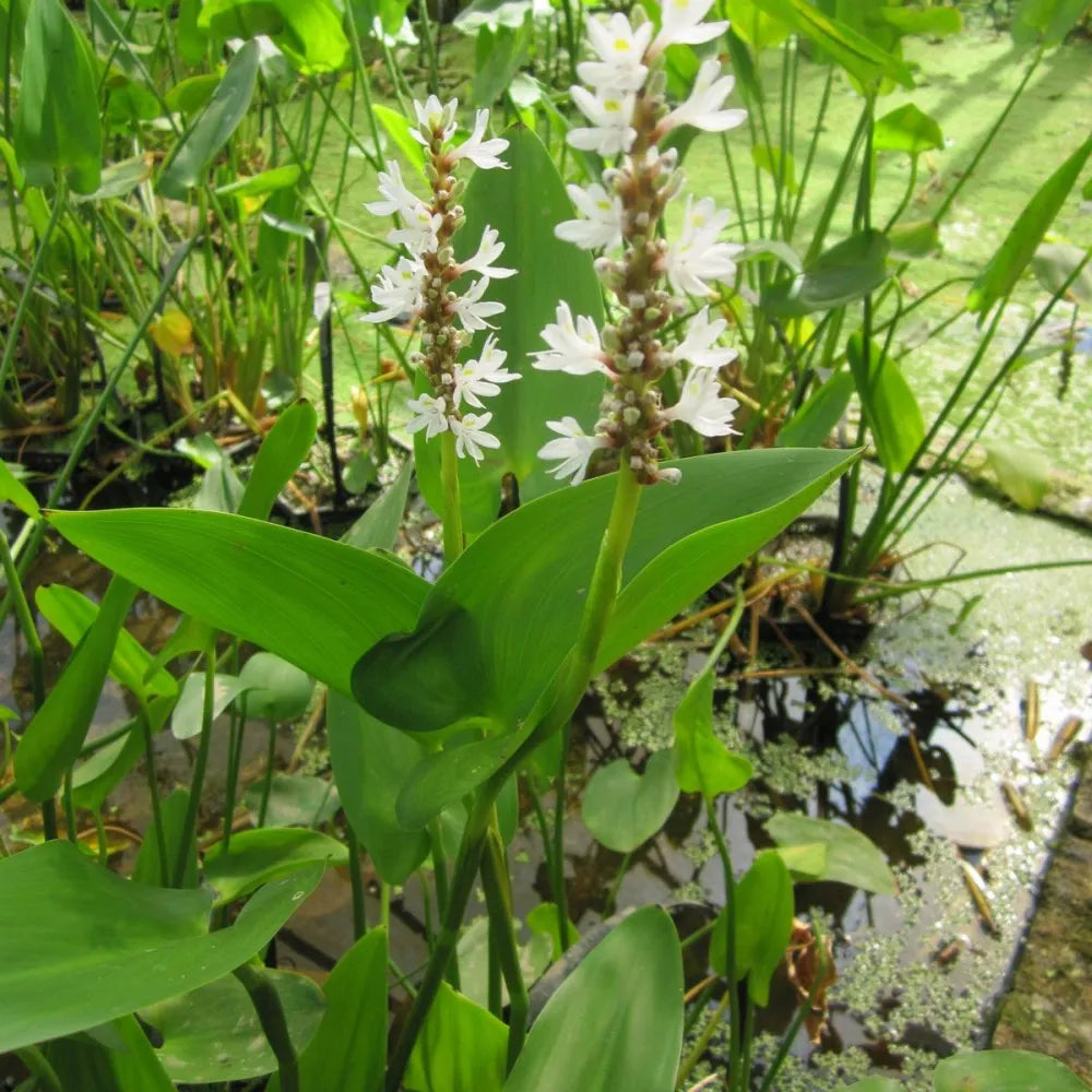 Pontederia cordata ‘Alba’ | White pickerelweed | Marginal Plant