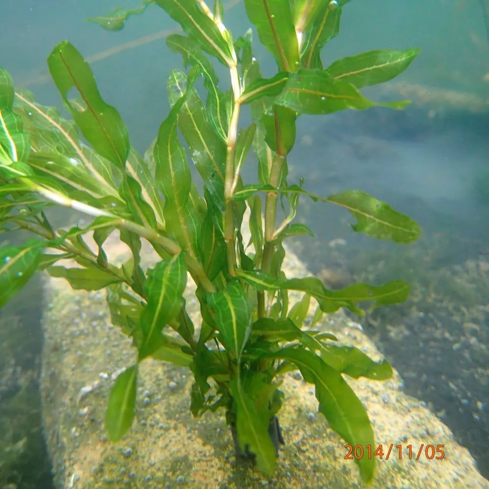 Potamogeton crispus | Curly pondweed | Oxygenating Plant
