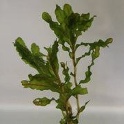 Potamogeton crispus | Curly pondweed | Oxygenating Plant