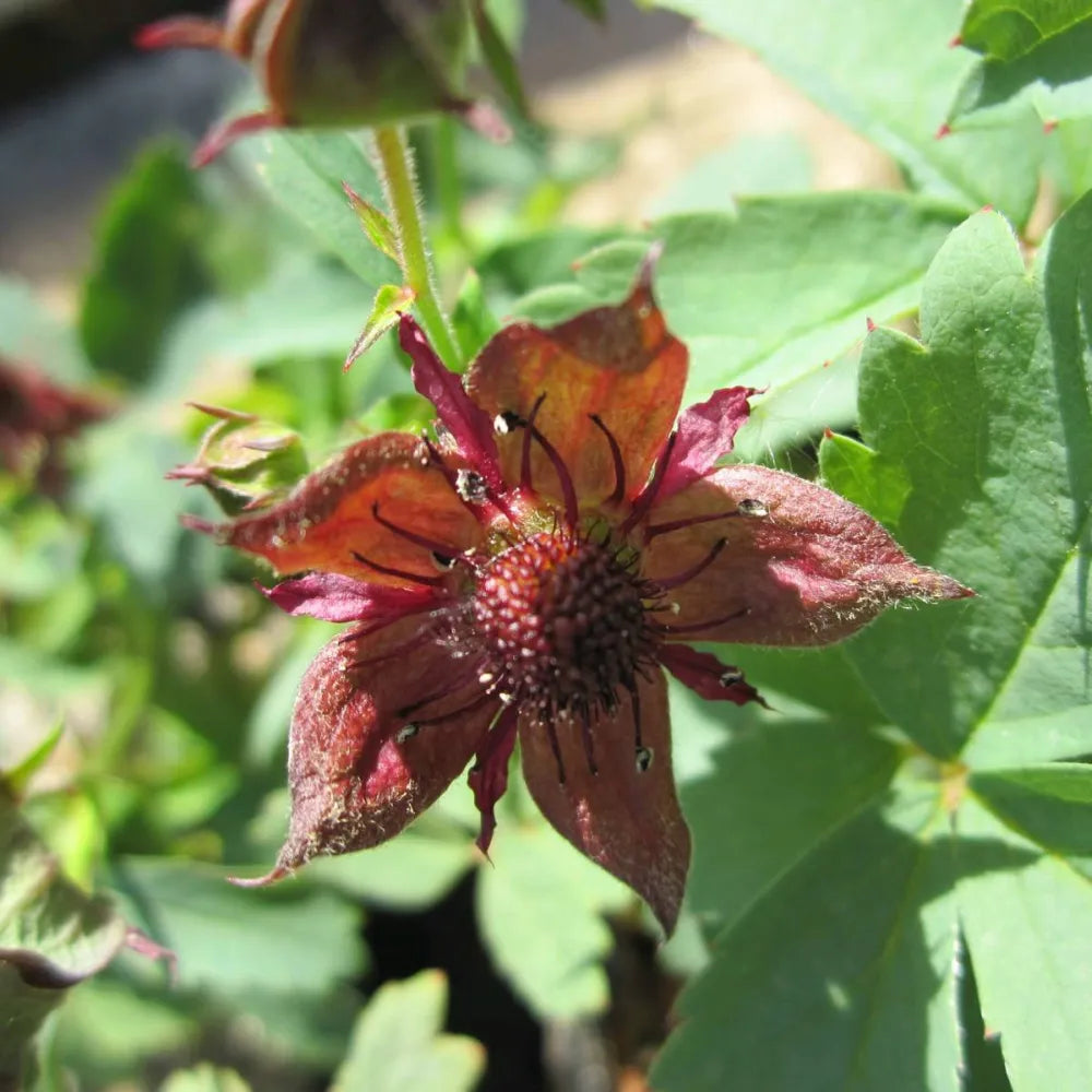 Potentilla palustris | Marsh cinquefoil | Marginal Plant
