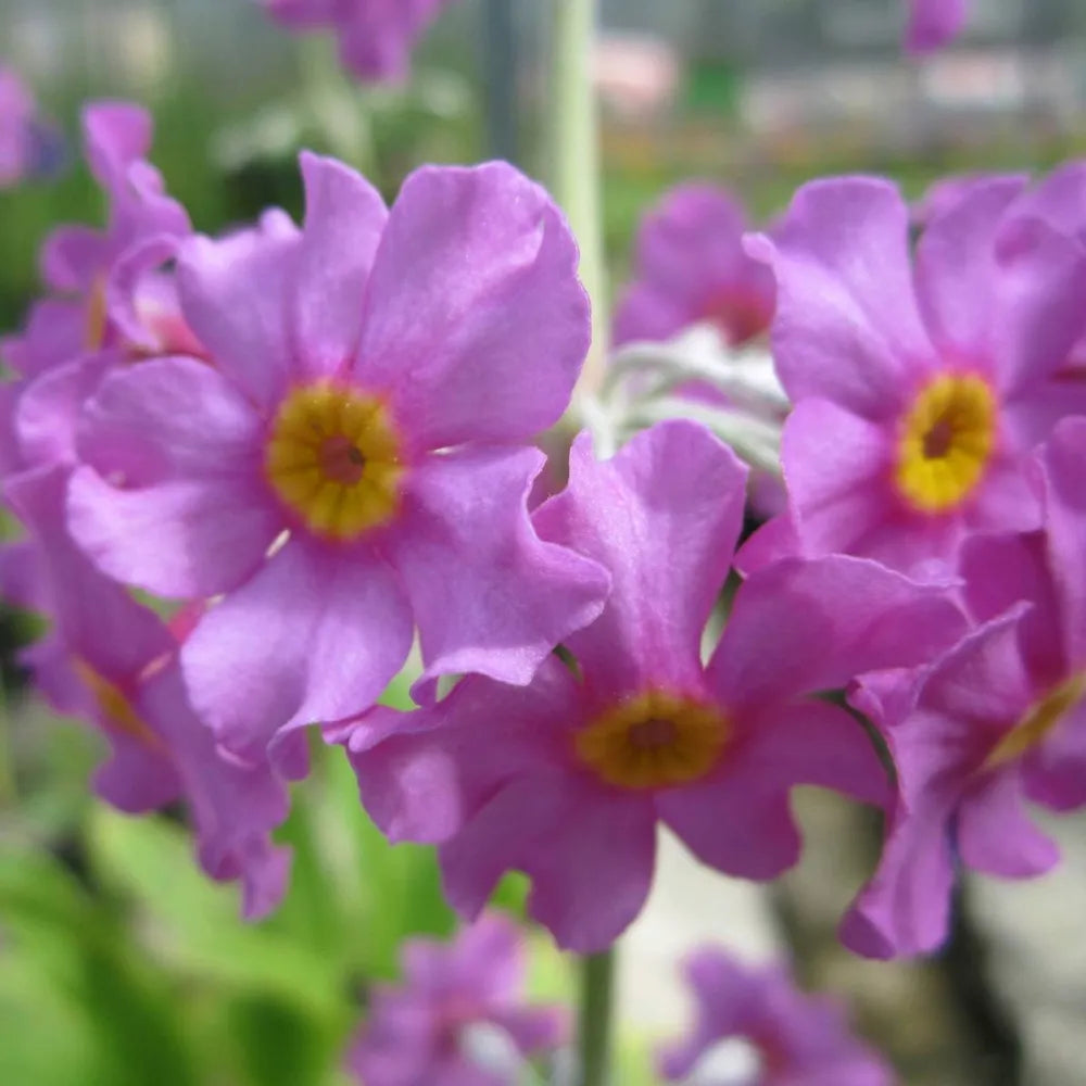 Primula beesiana | Beesian candelabra primrose | Pond Side Plant