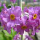 Primula beesiana | Beesian candelabra primrose | Pond Side Plant