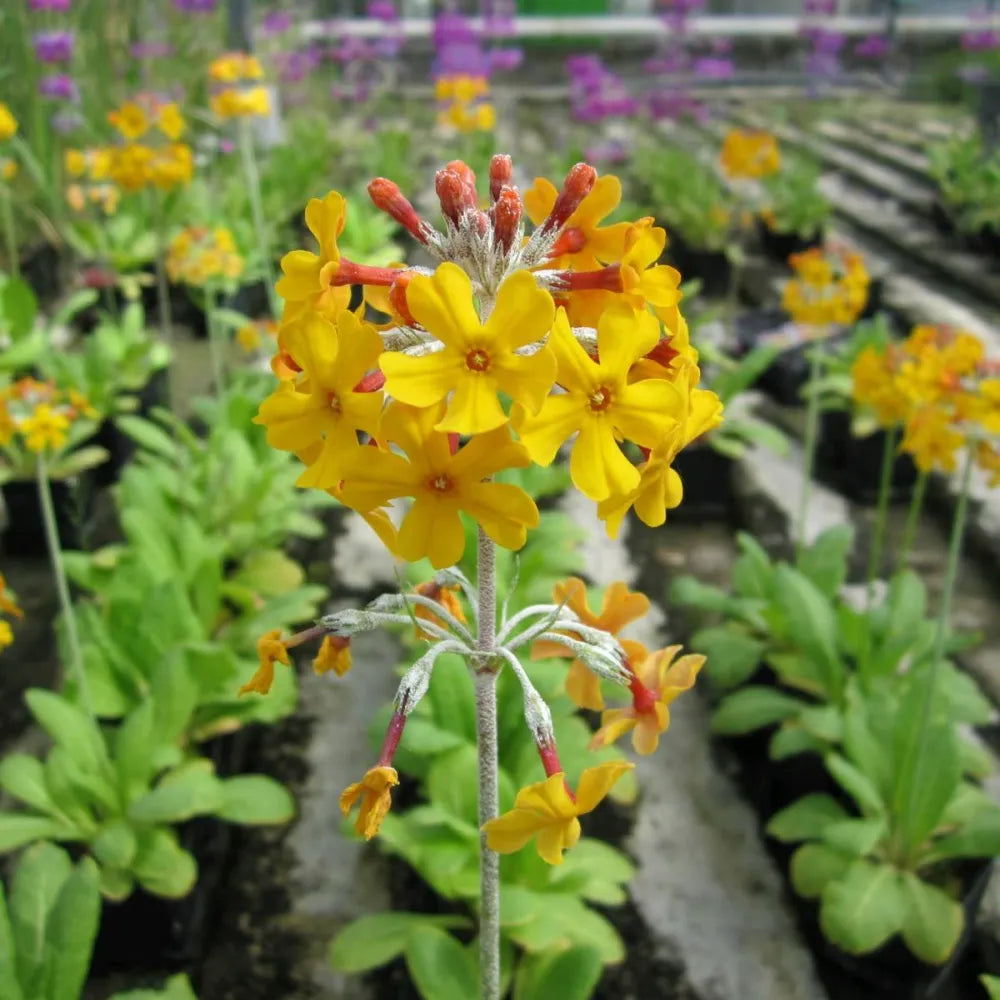 Primula beesiana | Beesian candelabra primrose | Pond Side Plant