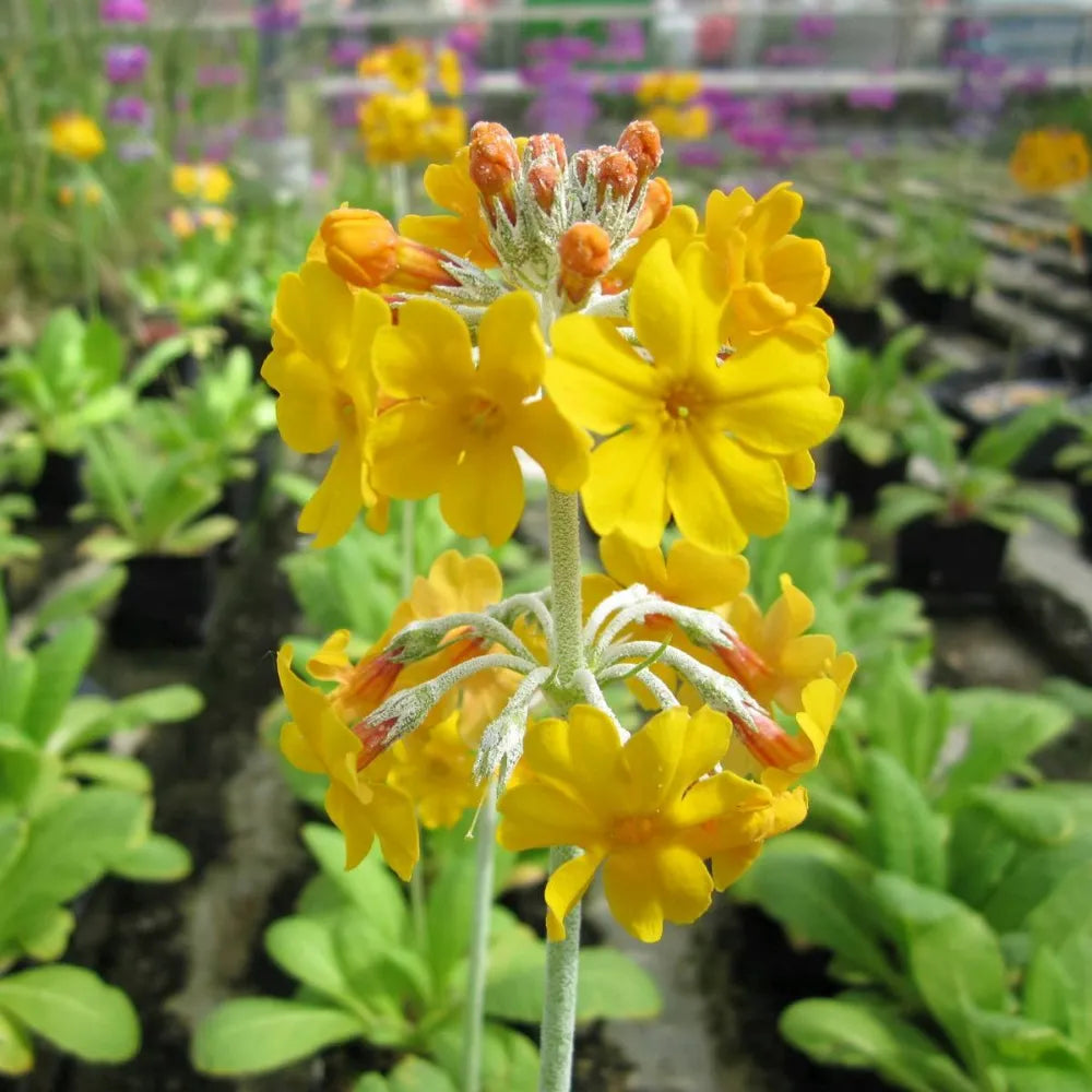 Primula beesiana | Beesian candelabra primrose | Pond Side Plant