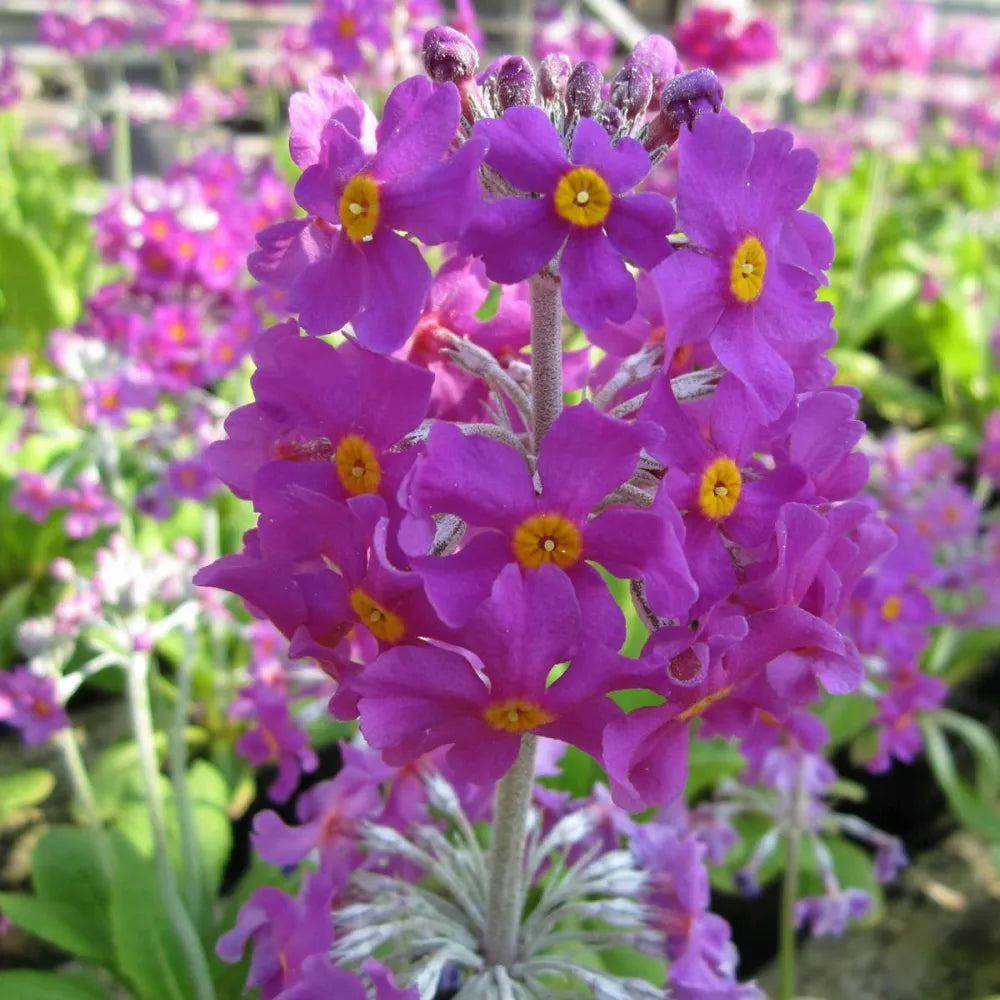 Primula beesiana | Beesian candelabra primrose | Pond Side Plant