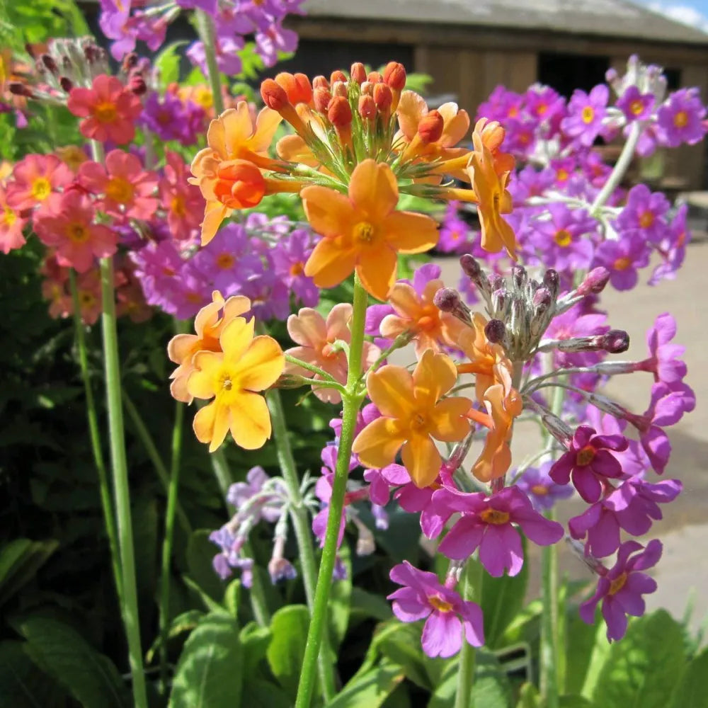 Primula bulleyana | Bulley’s candelabra primrose | Pond Side Plant