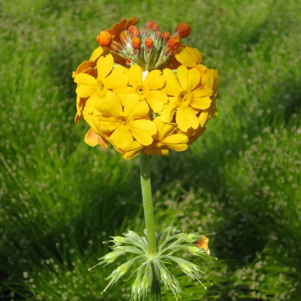 Primula bulleyana | Bulley’s candelabra primrose | Pond Side Plant