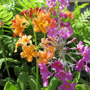 Primula bulleyana | Bulley’s candelabra primrose | Pond Side Plant