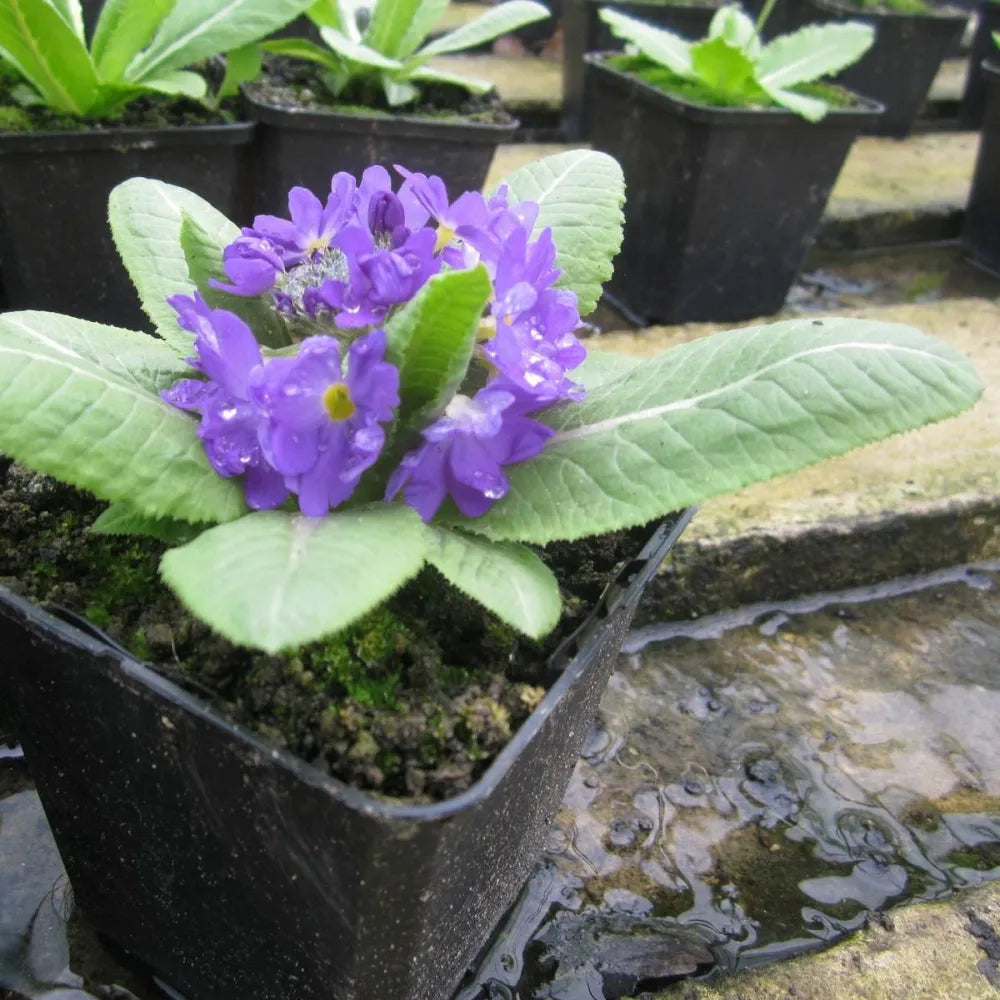 Primula denticulata | Drumstick primrose | Pond Side Plant