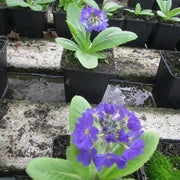 Primula denticulata | Drumstick primrose | Pond Side Plant