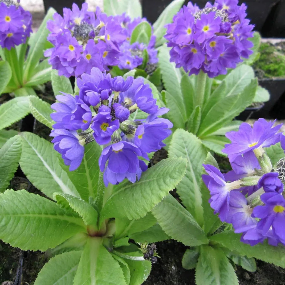 Primula denticulata | Drumstick primrose | Pond Side Plant