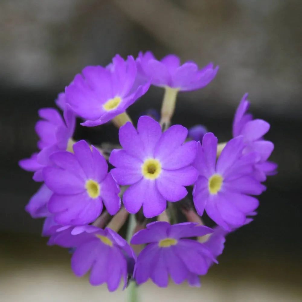 Primula denticulata | Drumstick primrose | Pond Side Plant