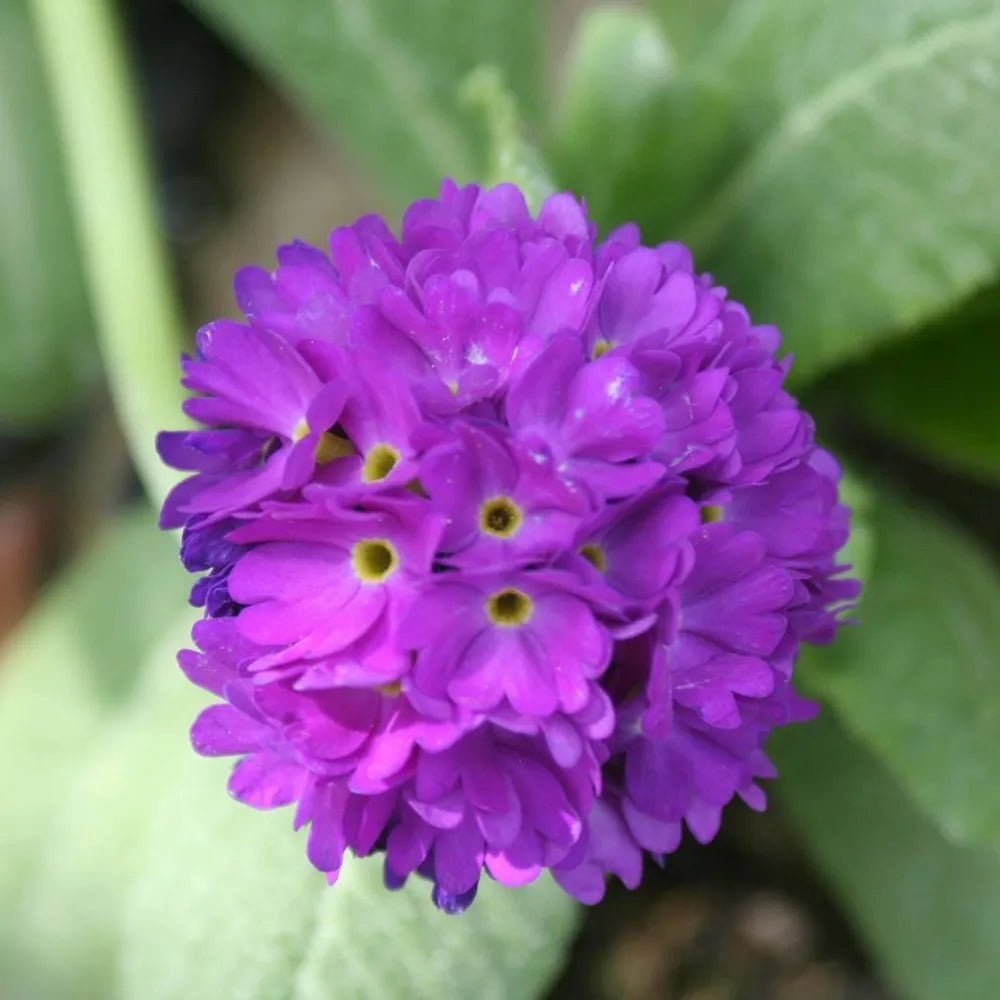 Primula denticulata | Drumstick primrose | Pond Side Plant