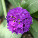 Primula denticulata | Drumstick primrose | Pond Side Plant