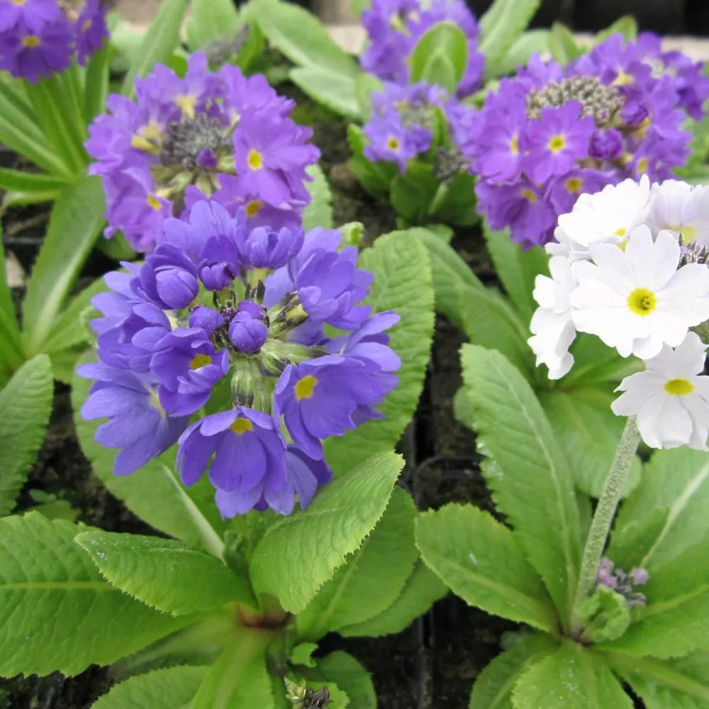 Primula denticulata | Drumstick primrose | Pond Side Plant
