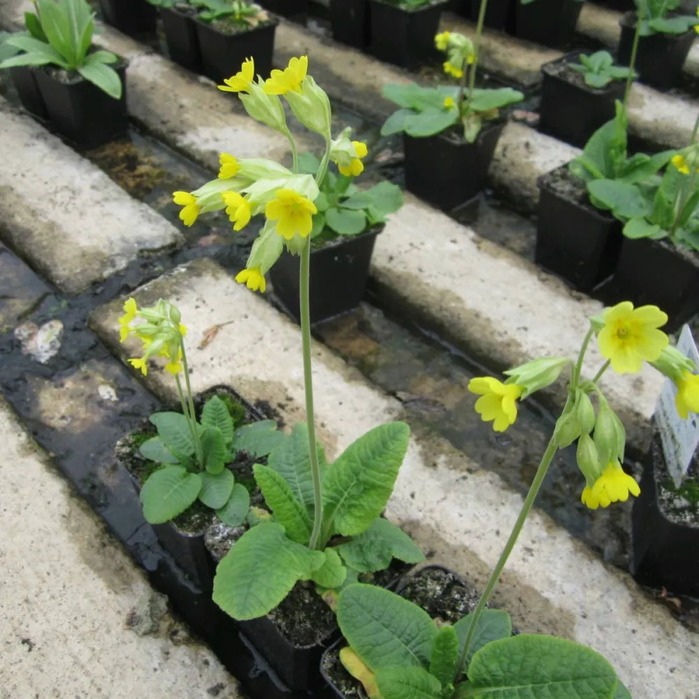 Primula veris | Cowslip | Pond Side Plant