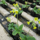 Primula veris | Cowslip | Pond Side Plant
