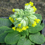 Primula veris | Cowslip | Pond Side Plant