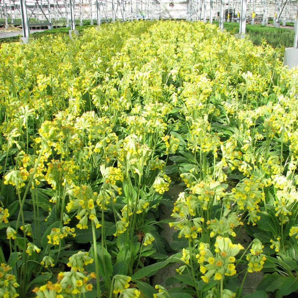 Primula veris | Cowslip | Pond Side Plant