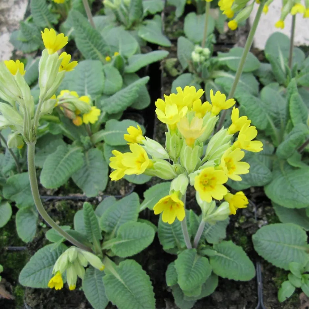 Primula veris | Cowslip | Pond Side Plant