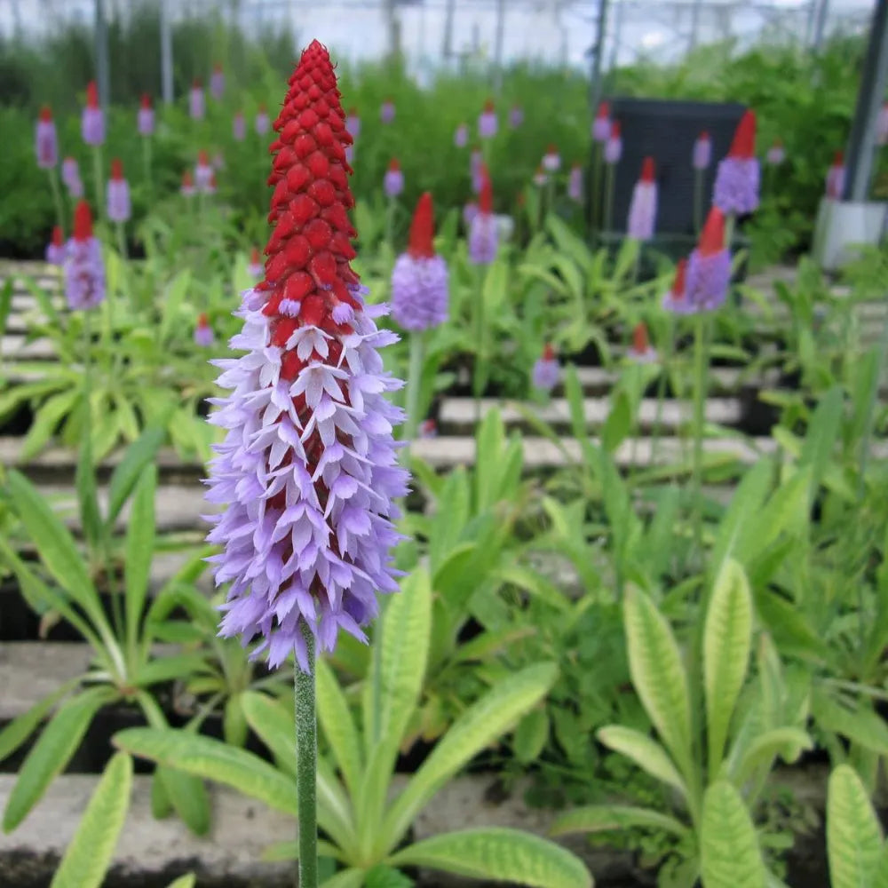 Primula vialii | Vial’s primrose (orchid primrose) | Pond Side Plant