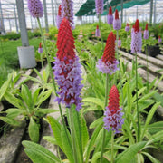 Primula vialii | Vial’s primrose (orchid primrose) | Pond Side Plant