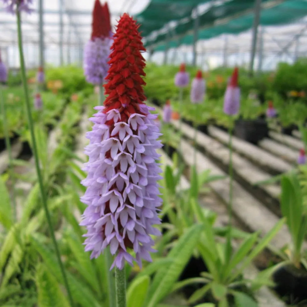 Primula vialii | Vial’s primrose (orchid primrose) | Pond Side Plant