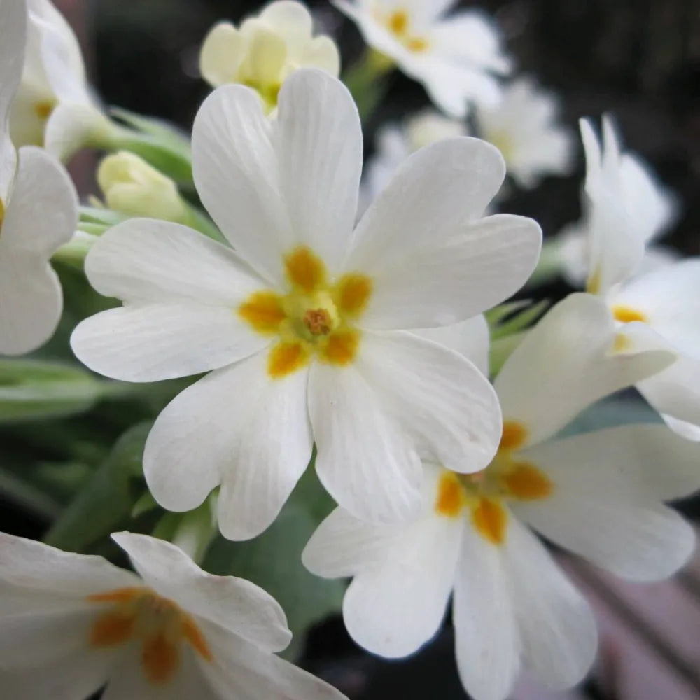 Primula vulgaris | Common primrose | Pond Side Plant