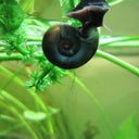 Ramshorn Snails – Planorbis | Aquatic Snails