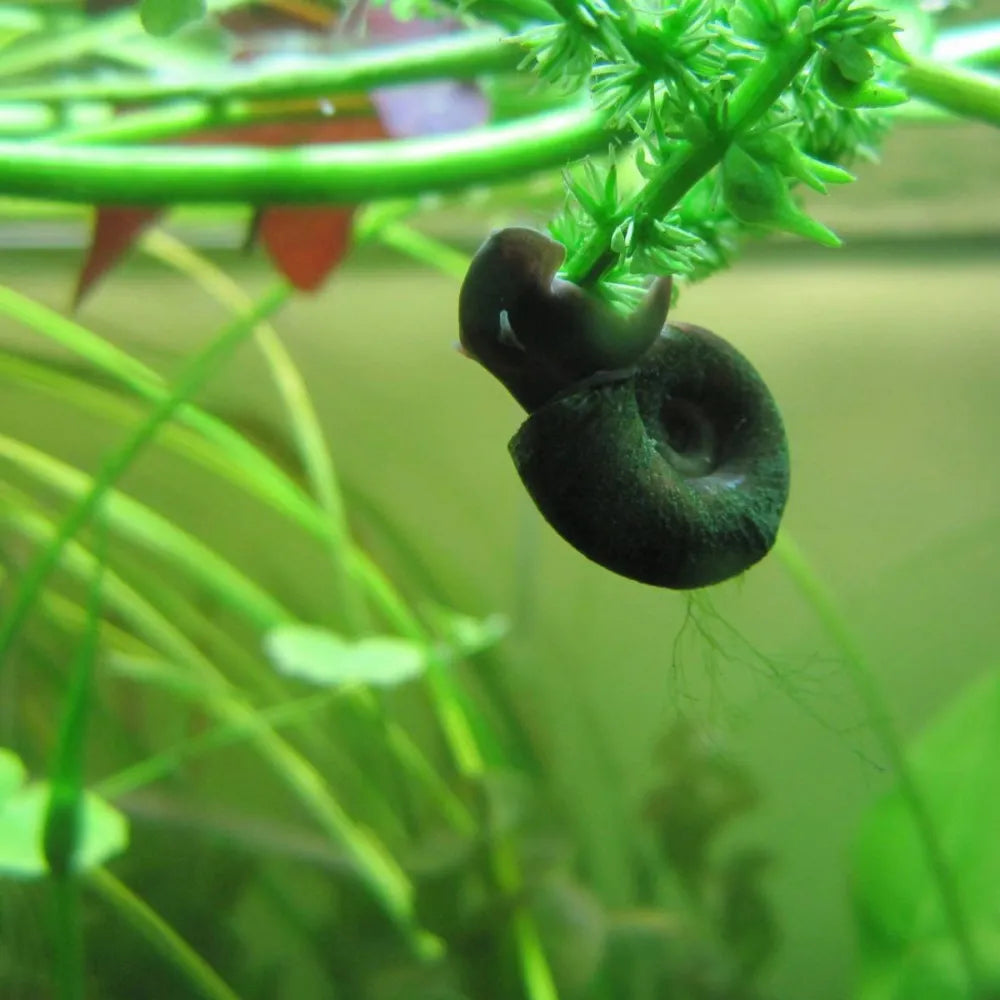 Ramshorn Snails – Planorbis | Aquatic Snails