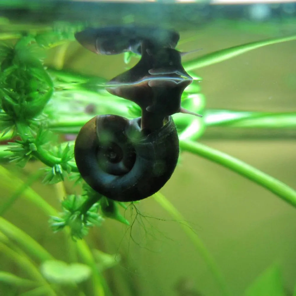 Ramshorn Snails – Planorbis | Aquatic Snails