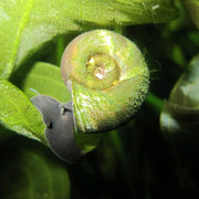 Ramshorn Snails – Planorbis | Aquatic Snails