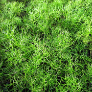 Ranunculus aquatilis | Water crowfoot | Oxygenating Plant