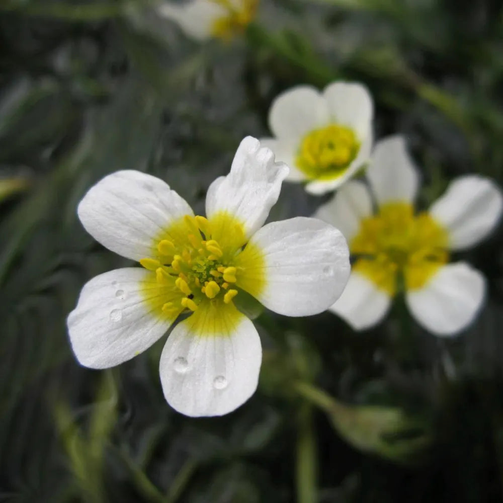Ranunculus aquatilis | Water crowfoot | Oxygenating Plant