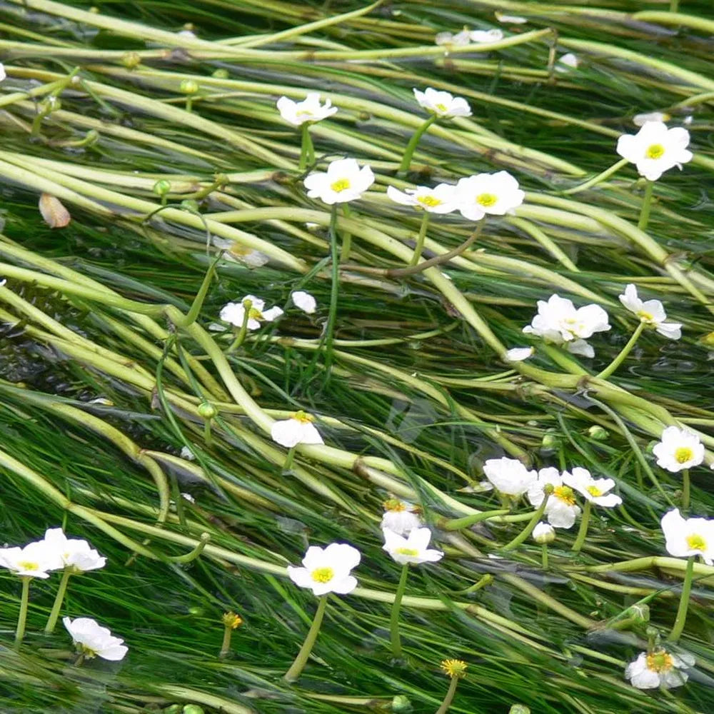 Ranunculus aquatilis | Water crowfoot | Oxygenating Plant – Woven Wood