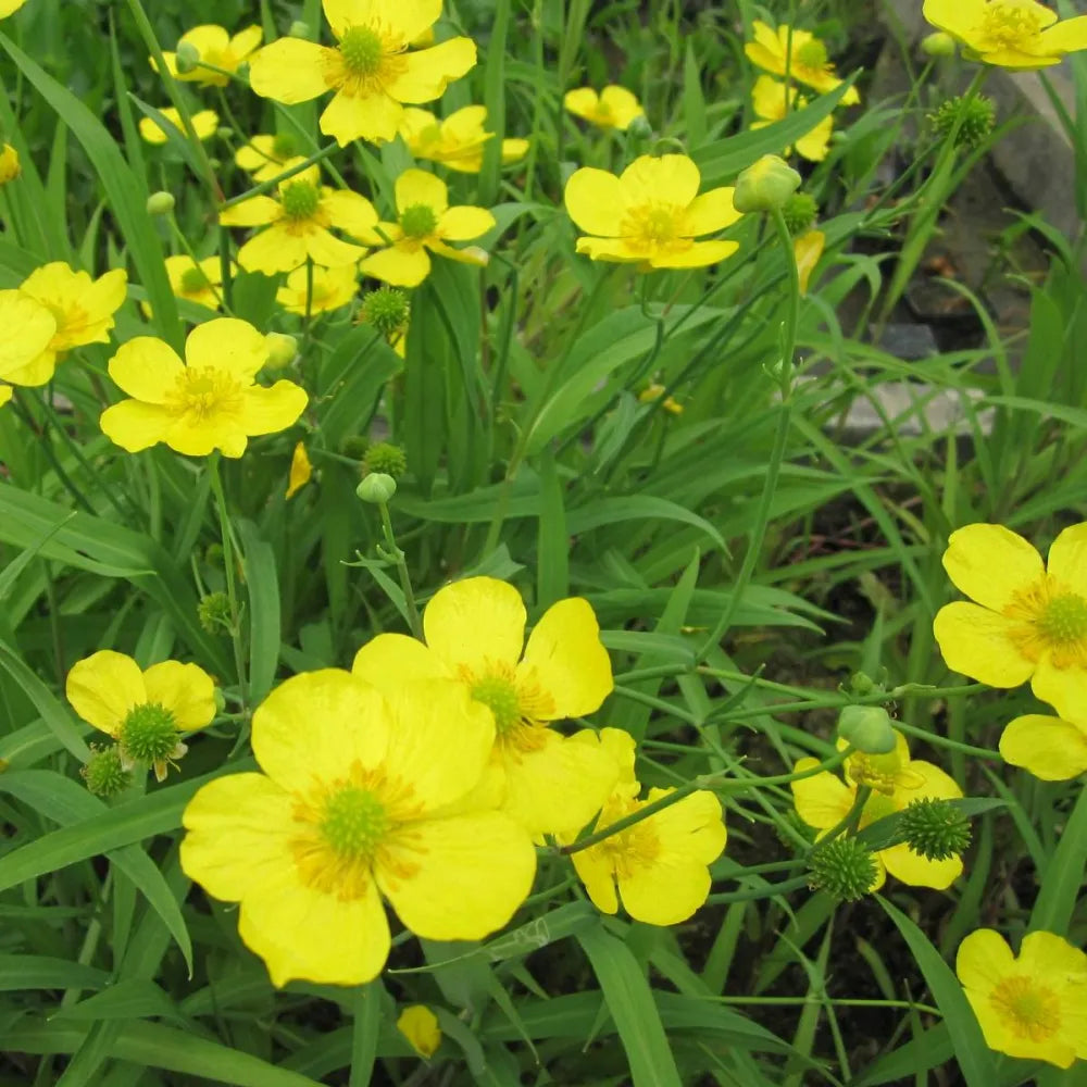 Ranunculus flammula | Lesser spearwort | Marginal Plant