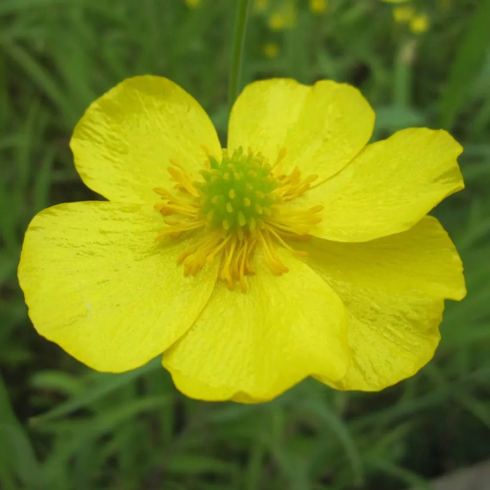 Ranunculus flammula | Lesser spearwort | Marginal Plant