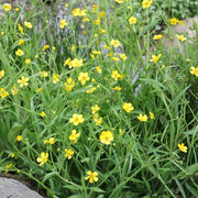 Ranunculus flammula | Lesser spearwort | Marginal Plant