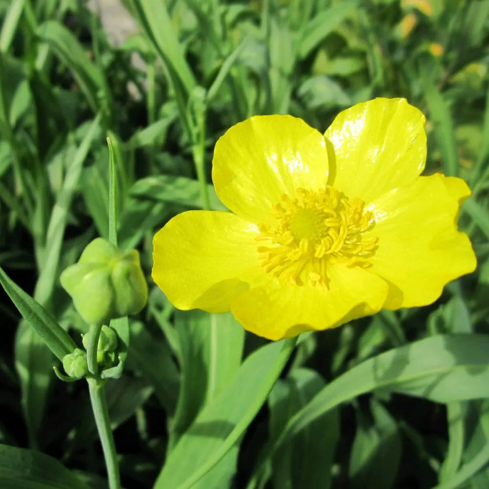 Ranunculus lingua ‘Grandiflorus’ | Greater spearwort ‘Grandiflorus’ | Marginal Plant