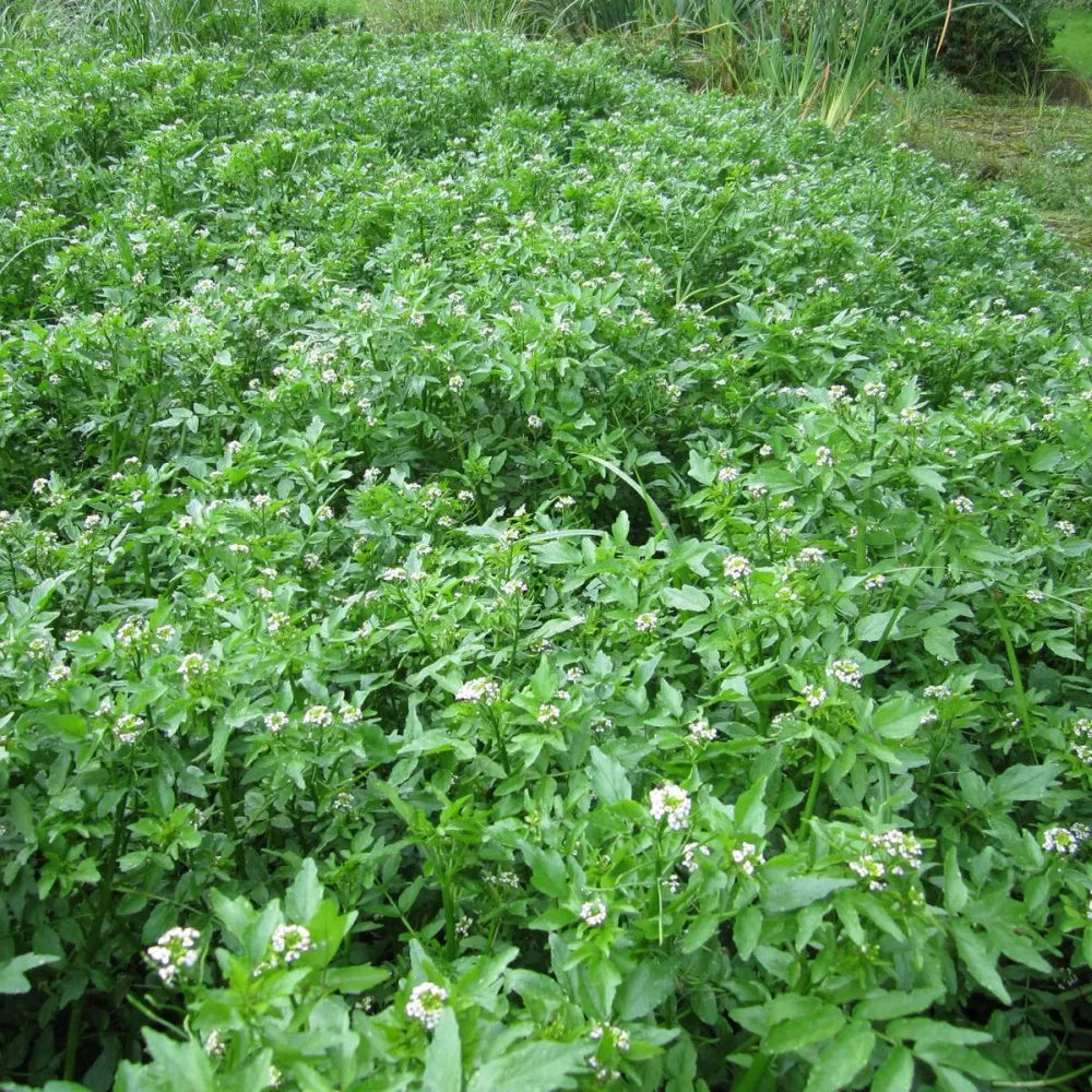 Rorippa nasturtium‑aquaticum | Watercress | Marginal Plant