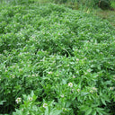 Rorippa nasturtium‑aquaticum | Watercress | Marginal Plant