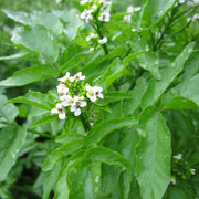 Rorippa nasturtium‑aquaticum | Watercress | Marginal Plant