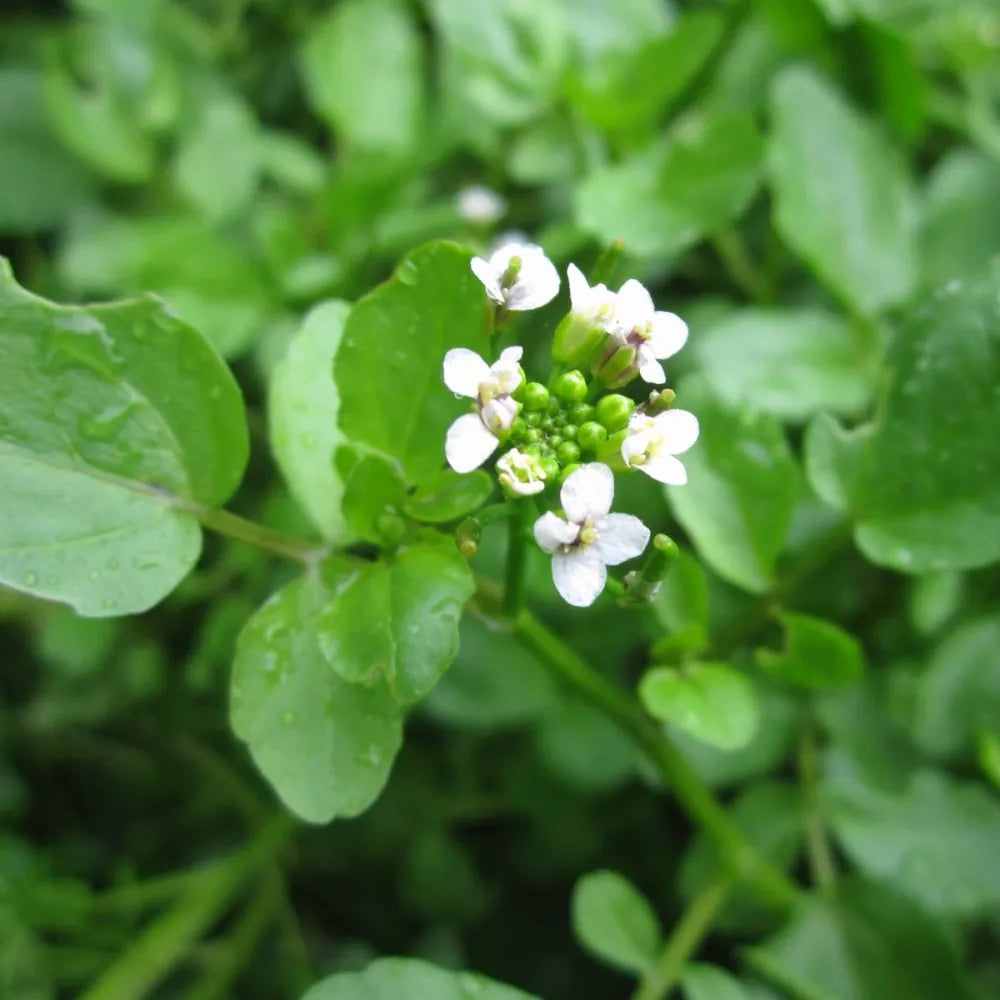 Rorippa nasturtium‑aquaticum | Watercress | Marginal Plant