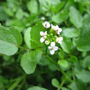 Rorippa nasturtium‑aquaticum | Watercress | Marginal Plant