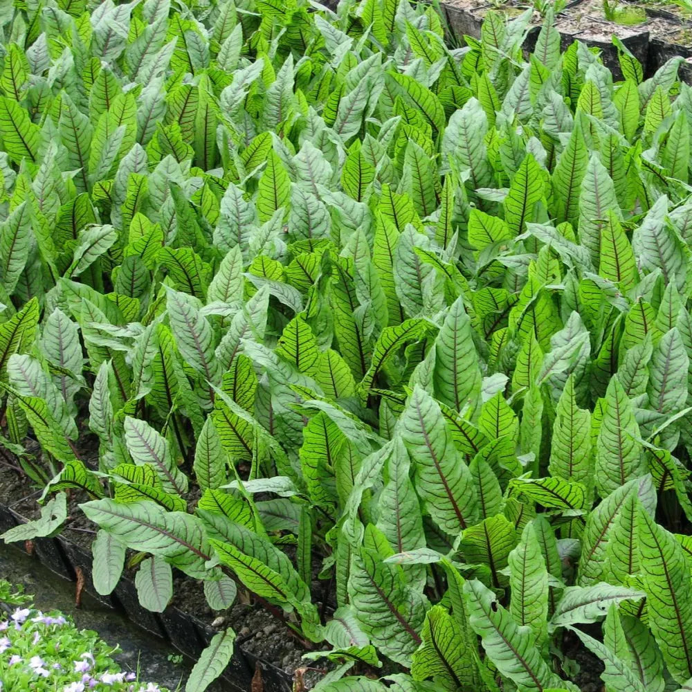 Rumex sanguineus | Red‑veined dock (bloody dock) | Marginal Plant
