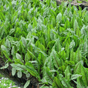 Rumex sanguineus | Red‑veined dock (bloody dock) | Marginal Plant