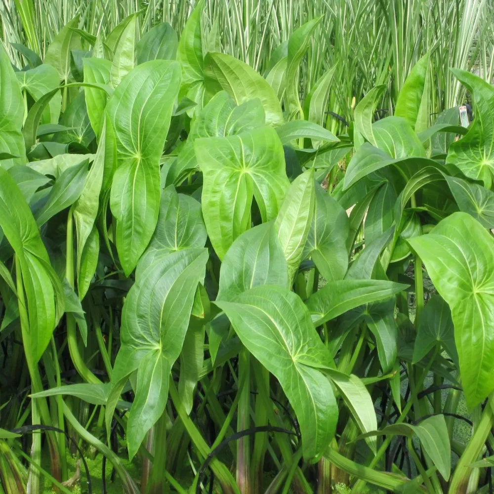 Sagittaria sagittifolia | Common arrowhead | Marginal Plant
