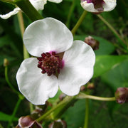 Sagittaria sagittifolia | Common arrowhead | Marginal Plant